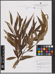 Foto von Salix alba L. x Salix fragilis L.